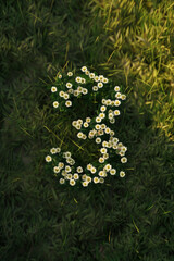 Number 3 Made of Small White Flowers on Grassland