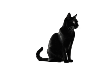 Silhouette of a cat head, high key photography, isolated against a stark white background, contrast-focused, shadow detailing, minimalistic, high-resolution stock photo, ultra clear