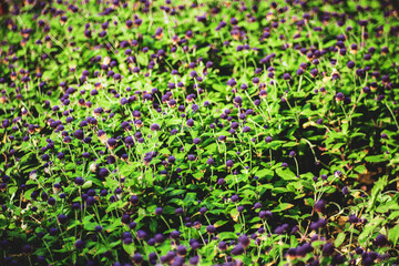  Gomphrena globosa Within the flowerheads, the true Gomphrena globosa are small and inconspicuous.Gomphrena globosa is native to Central America including regions Panama, and Guatemala,