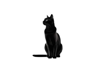 Silhouette of a cat head, high key photography, isolated against a stark white background, contrast-focused, shadow detailing, minimalistic, high-resolution stock photo, ultra clear