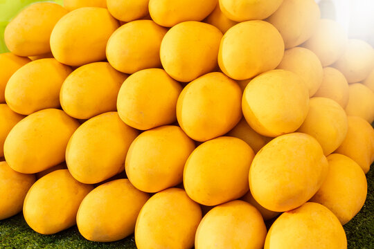 Fresh yellow mango pile on the fruit market, as a background texture.