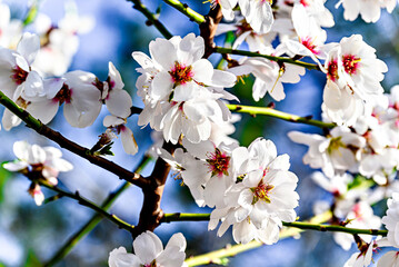 White almond tree flowers in spring. Almond fields. Selective approach