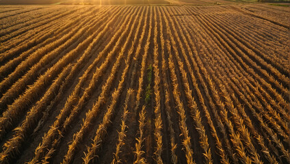 Photo real with nature theme for Golden Harvest concept as Aerial shot of farmlands with patterns of harvest-ready crops at sunset  ,Full depth of field, clean light, high quality ,include copy space,