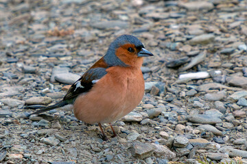 A chaffinch or pahirini (Fringilla coelebs), also called a Eurasian chaffinch or common chaffinch, is seen at Hawea Conservation Park in southern New Zealand..