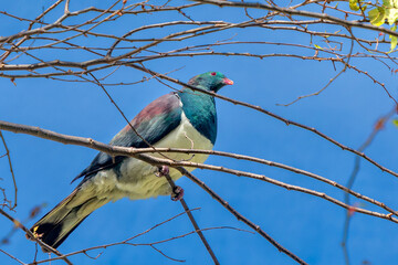 A distinctive kererū (Hemiphaga novaeseelandiae) or New Zealand pigeon perches in a tree at Kidds Bush near Wanaka. The large birds can be comically clumsy.