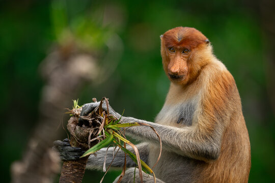 Portrait of a female proboscis or long-nosed monkey sitting on a pandanus palm tree at Tanjung Puting National Park, Borneo, Indonesia