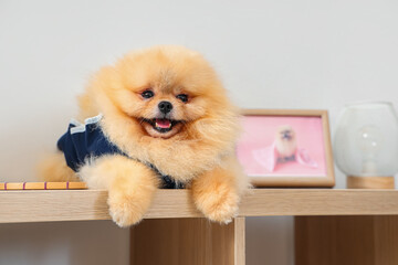 Cute Pomeranian dog in recovery suit after sterilization lying on shelf at home