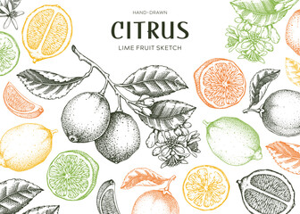 Lime fruit frame. Exotic plants design template. Citrus fruit sketches; Summer background. Hand-drawn vector illustration.  - 763308222