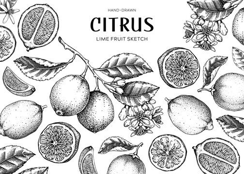 Lime fruit frame. Exotic plants design template. Citrus fruit sketches; Summer background. Hand-drawn vector illustration. 