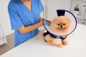Female veterinarian putting cone on Pomeranian dog after sterilization in clinic, closeup