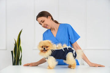 Female veterinarian with Pomeranian dog wearing recovery suit after sterilization in clinic