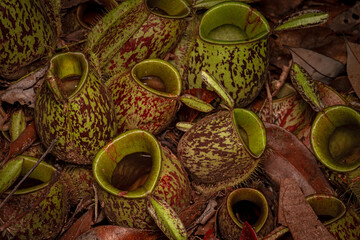 Image of a unique semi-detritivorous pitcher plant commonly known as Narrow-lid Pitcher Plant or Tropical Pitcher Plant growing on the forest floor of Tanjung Puting National Park, Borneo, Indonesia  - obrazy, fototapety, plakaty