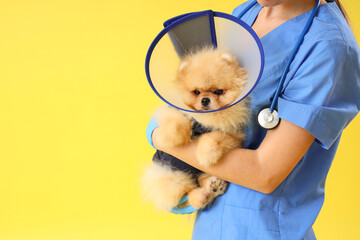 Female veterinarian with Pomeranian dog in recovery suit and cone after sterilization on yellow background, closeup