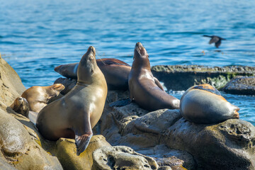 Group of sea lions in La Jolla cove, San Diego, California - obrazy, fototapety, plakaty