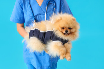 Female veterinarian with Pomeranian dog in recovery suit after sterilization on blue background, closeup