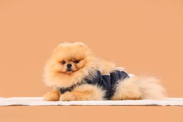 Cute Pomeranian dog in recovery suit after sterilization lying on pad against beige background