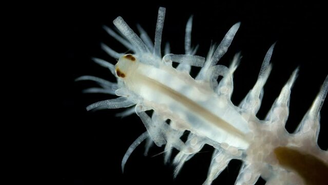 Polychaeta worm, possibly family Polynoidae under microscope, Phyllodocida Order. Marine, specimen found in Red Sea.