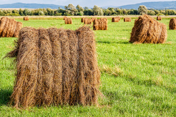 Bales of dry hay on the green agricultural field