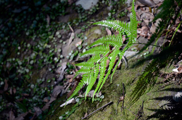 Obraz premium シダ