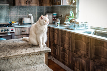 Cute white cat sitting on the marble kitchen table