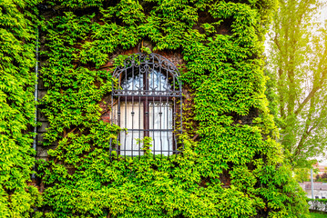 Old church window surrounded by creeping green ivy plants