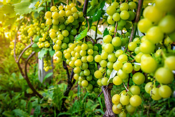Ripe white grape bunches in sunlight