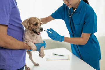 Close-up of female and male veterinarians treating and examining the health of a Panshih Tzu dog. Professional veterinarian in modern veterinary clinic.