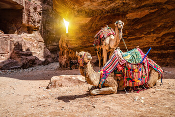 Two cute camels resting under red rock