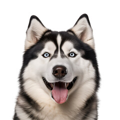 Obraz premium Cheerful Siberian Husky Dog Close-Up Half Body Photography, Isolated on Transparent Background, PNG