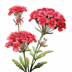 Red Verbena clipart isolated on white background