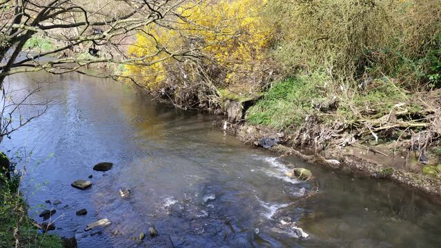View of Bradford Beck flowing on a clear day. The beck flows out of central Bradford, and is often polluted with rubbish or sewage. Here litter can be seen caught on the edge of the river.