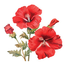 Scarlet Rosemallow clipart isolated on white background