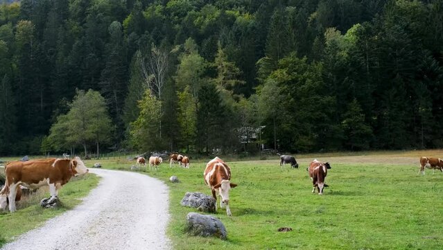 Cow ruminant pasture.
