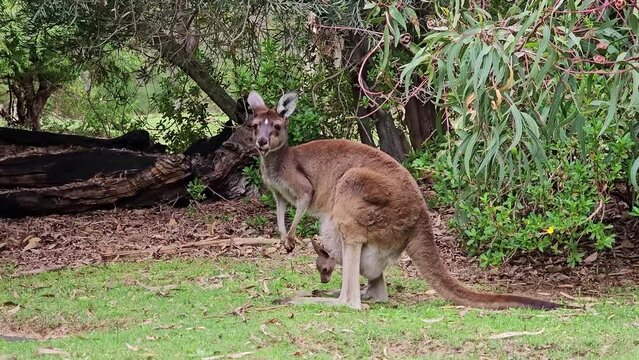 Kangaroos marsupials mammal.