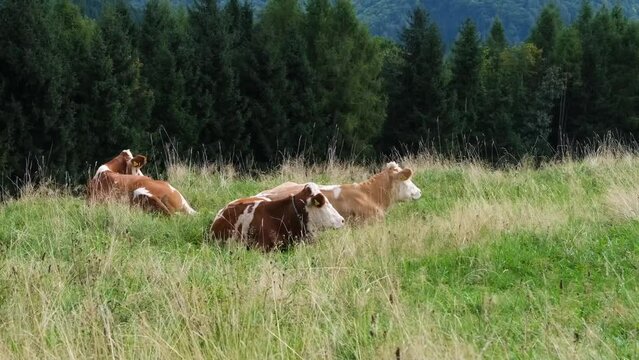 Cow meadow pasture.