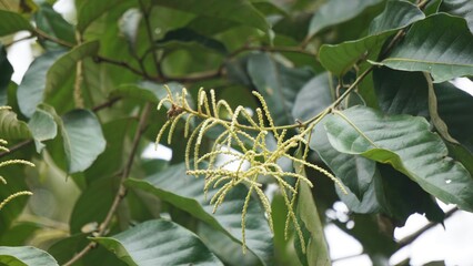 Castanea mollissima (Chinese chestnut, sarangan, berangan, Saninten, Castanopsis argentea, rambutan hutan). The nuts are edible, and the tree is widely cultivated in eastern Asia