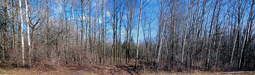 Wide scenic background, rural woods in the Spring. Tree with few or no leaves, straight trunks, up into the sky. Panorama