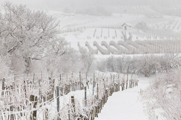 Verschneite Weinberge Bei Baden Bei