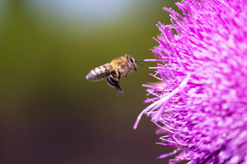 Bee flies to a milk thistle to collect pollen from the flowers. - 763319250