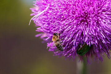 Bee collects nectar from milk thistle flowers - 763319265