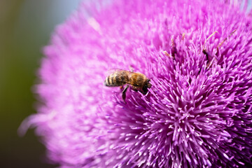 Bee collects nectar from milk thistle flowers - 763319295