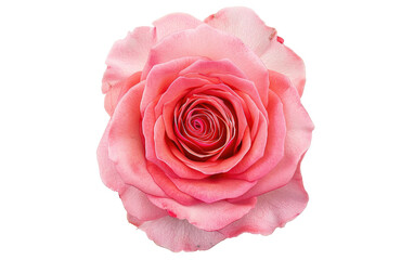 Mesmerizing Perspective Pink Rose from Above, White Background, Generative AI. Transparent PNG