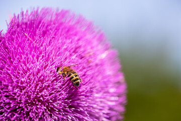 Bee collects nectar from milk thistle flowers - 763319434