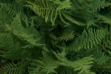 Fototapeta na wymiar fern close up 