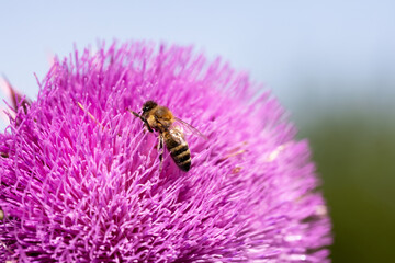 Bee collects nectar from milk thistle flowers - 763319446