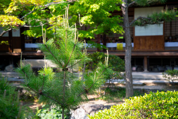 Fototapeta na wymiar 庭の松の木
