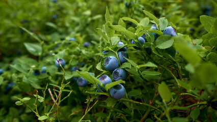 wild blueberry © Radim