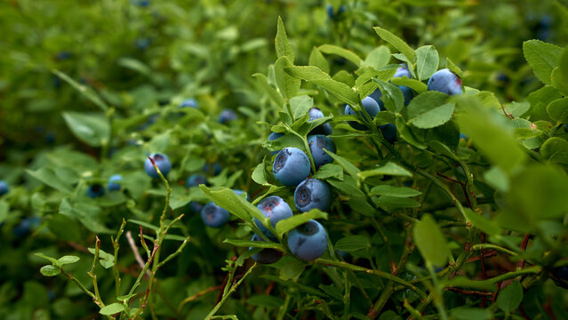 wild blueberry