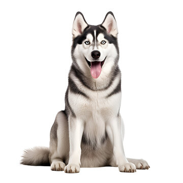 Sitting Siberian Husky dog: A happy full body image, Isolated on Transparent Background, PNG