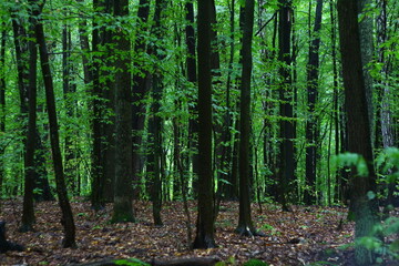 trees in the forest